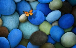 Butterfly on Rocks