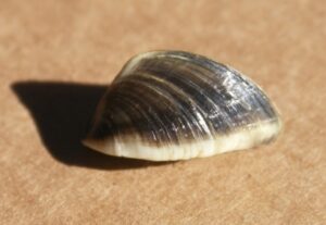 Zebra Mussel