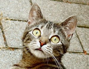 512px-Surprised_young_cat