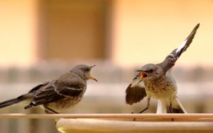 mocking birds arguing