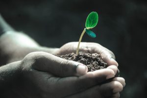 Sprouting nonprofits