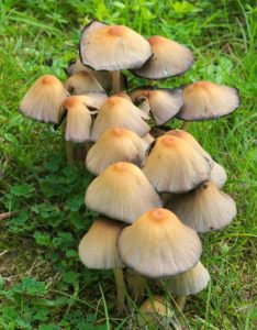 Team of Mushrooms