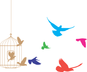 Birds fly out of cage