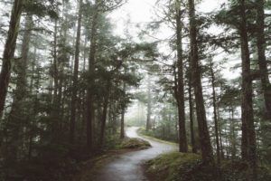 path winds away into a fog