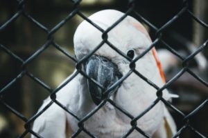 Parrot in a cage