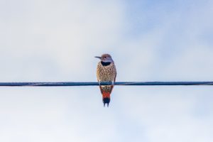 Bird alone on a wire