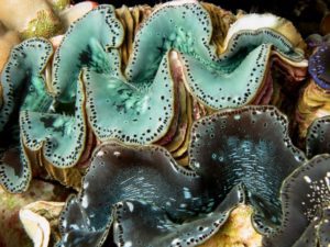 Giant clams