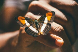 hand releasing a moth 