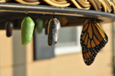 cocoon and butterfly